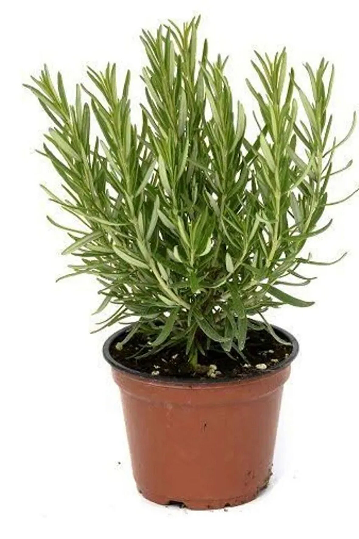 Biberiye 14luk Saksi 20 cm Ve Üstü