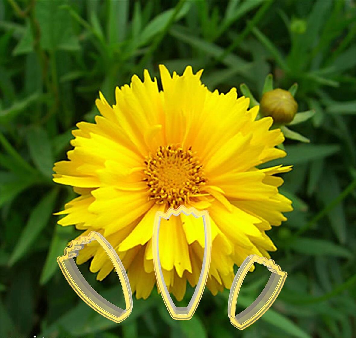 Calliopsis Çiçek Yapım Seti 3'lü