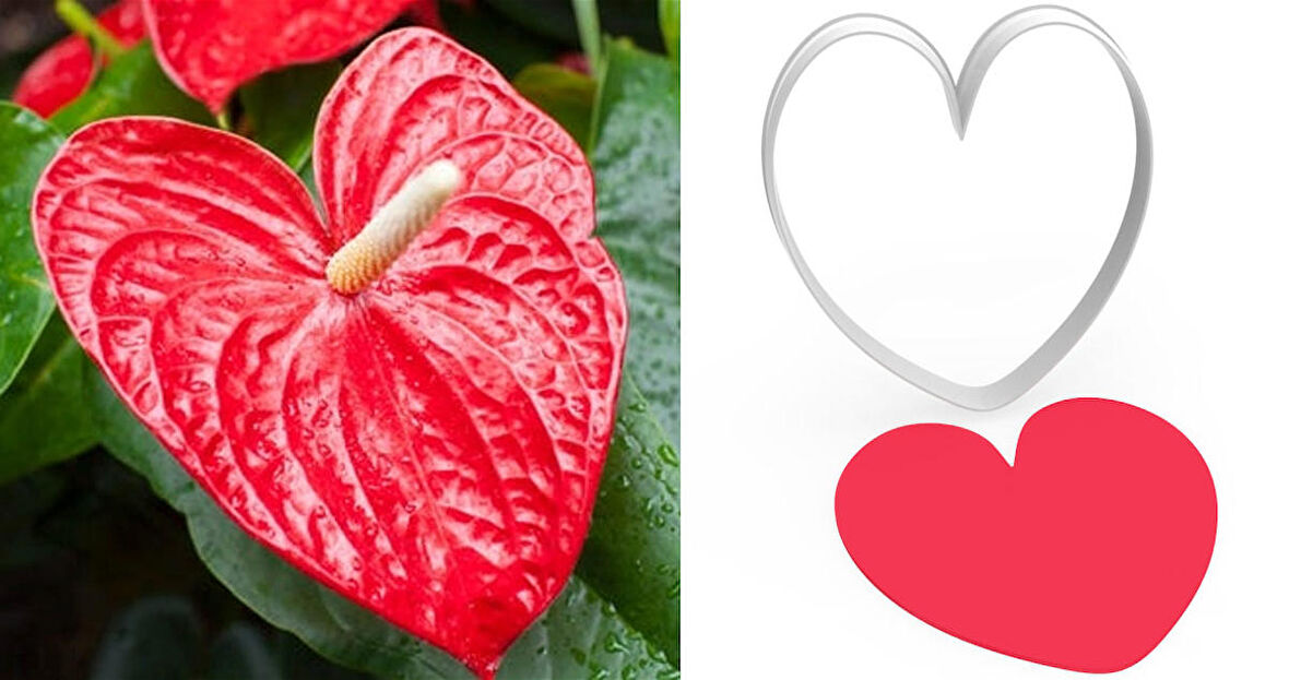 ANTORYUM Çiçek Yapım Kesici – 8cm