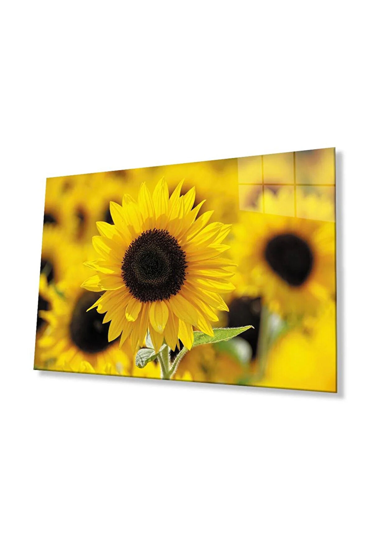 Ayçiçeği Cam Tablo 4mm Dayanıklı Temperli Cam Sunflower Glass Wall Art