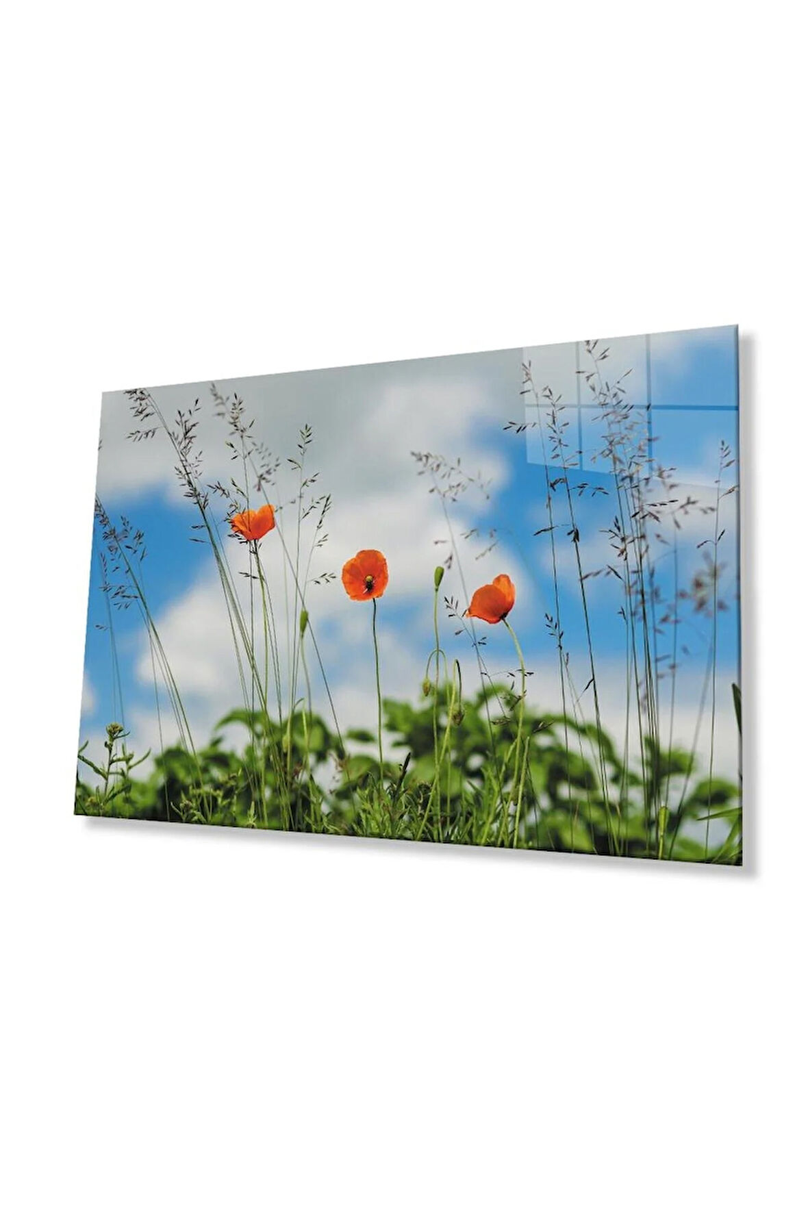 Gelincik Çiçeği Cam Tablo 4mm Dayanıklı Temperli Cam Poppy Flower Glass Wall Art