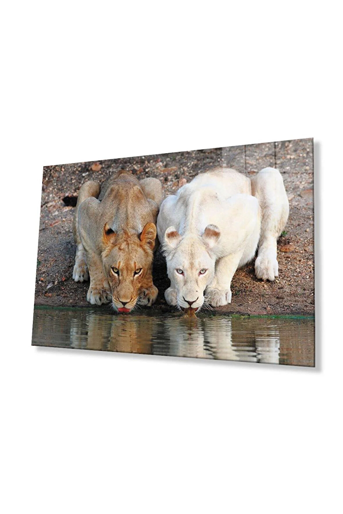 Aslan Cam Tablo 4mm Dayanıklı Temperli Cam