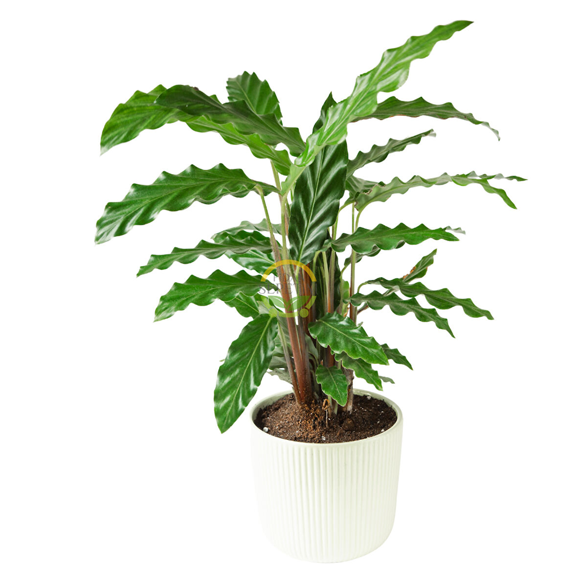 Yeşil Dua Çiçeği  'Calathea Rufibarba' 40-50cm