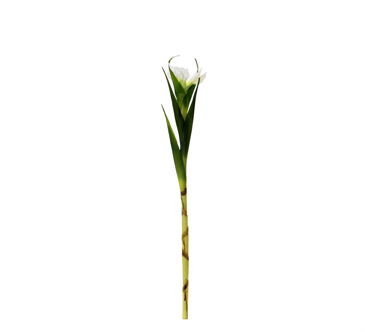 Yapay Tekli Single Eirel Dalı 67 cm