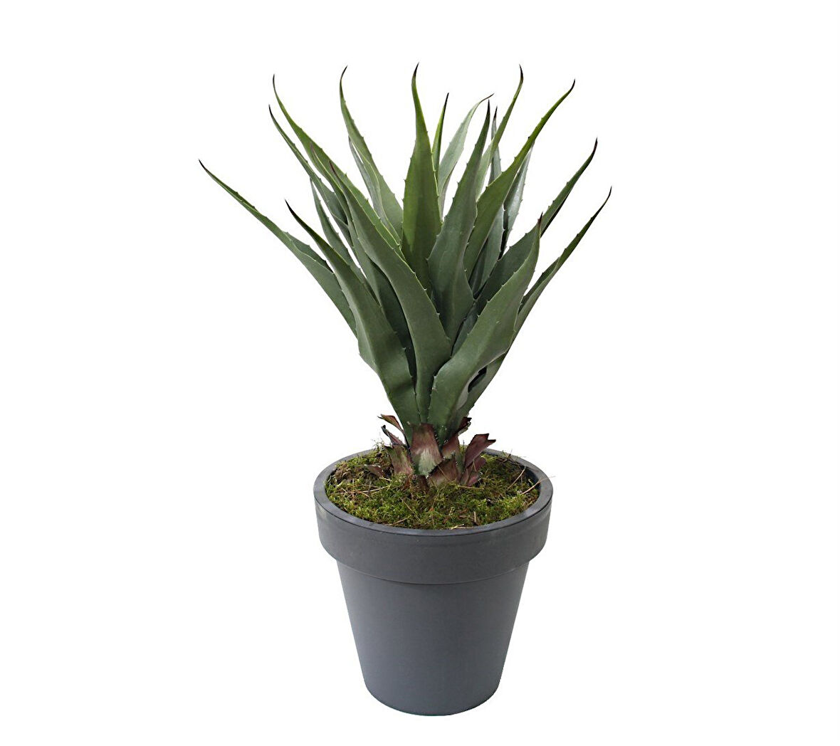 Yapay Agave Salmiana Ağacı 75 cm