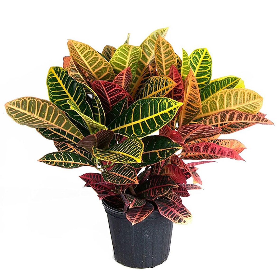 Croton Petra Bitkisi 40-50cm