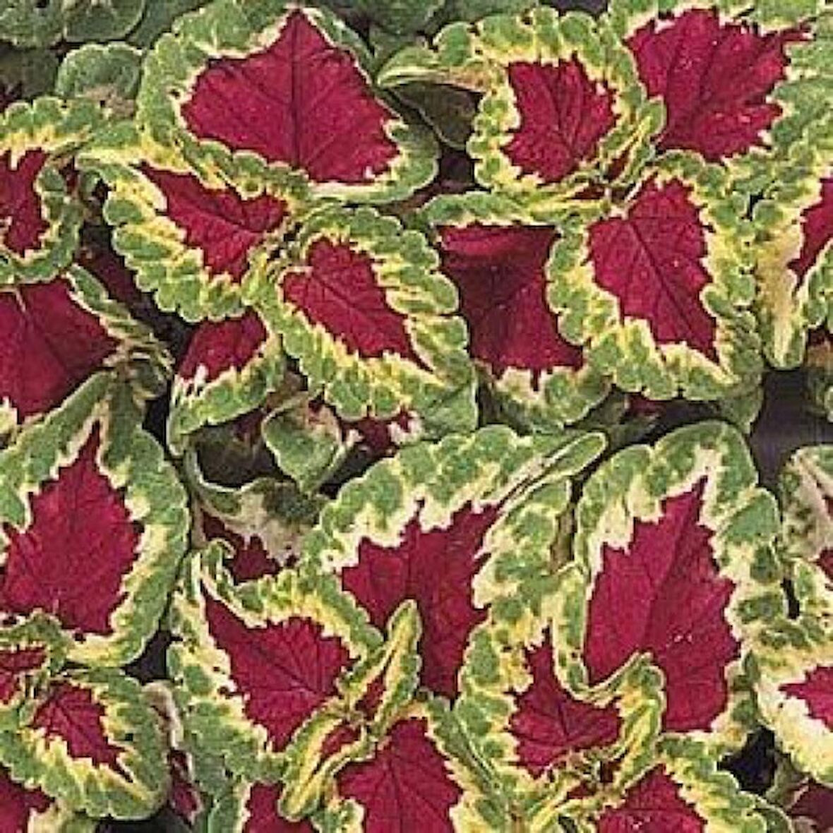 Coleus-Wizard (Yaprak güzeli) F1 10 adet tohum