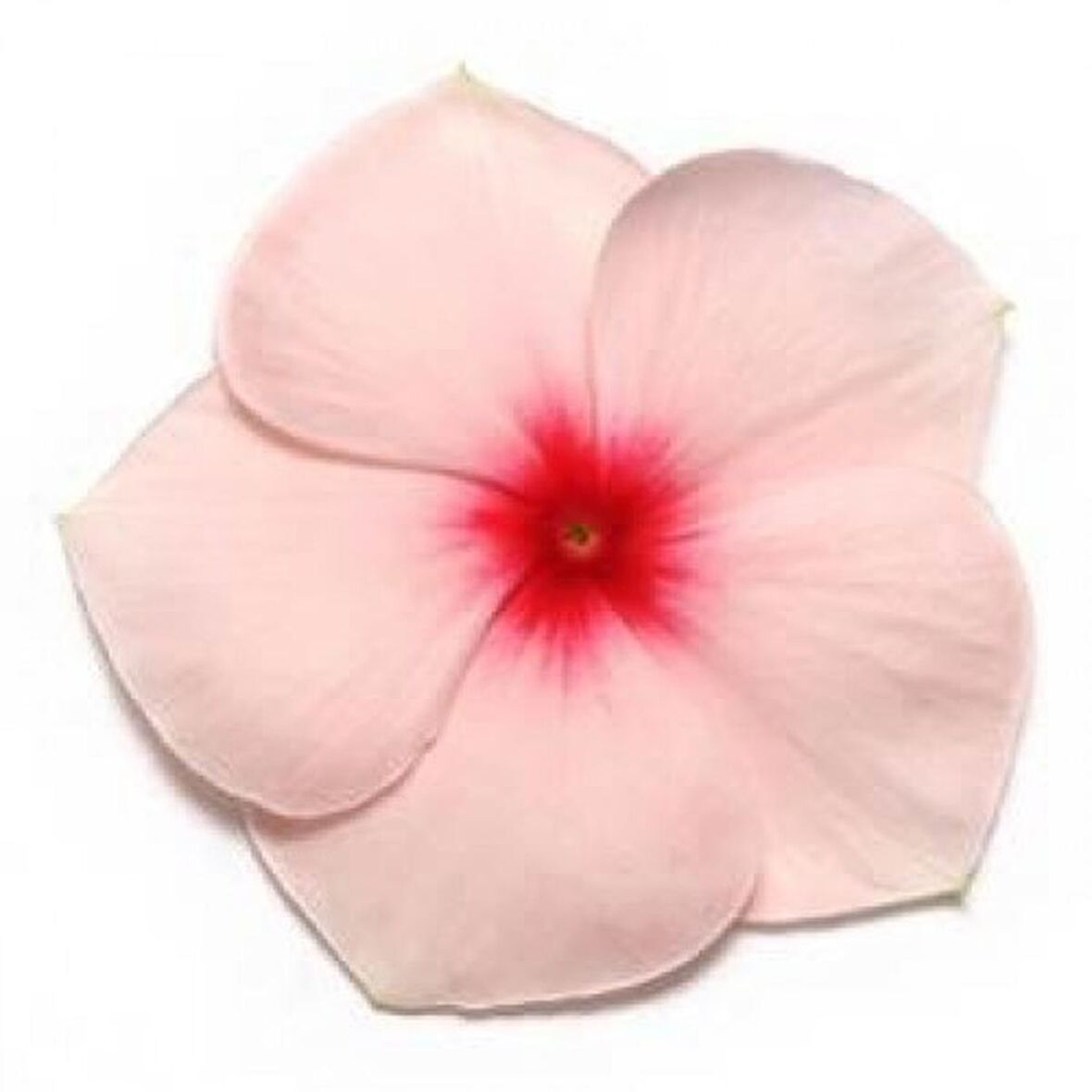 Vinca Rosea Pacifica (Rozet Çiçeği) F1 10 adet tohum