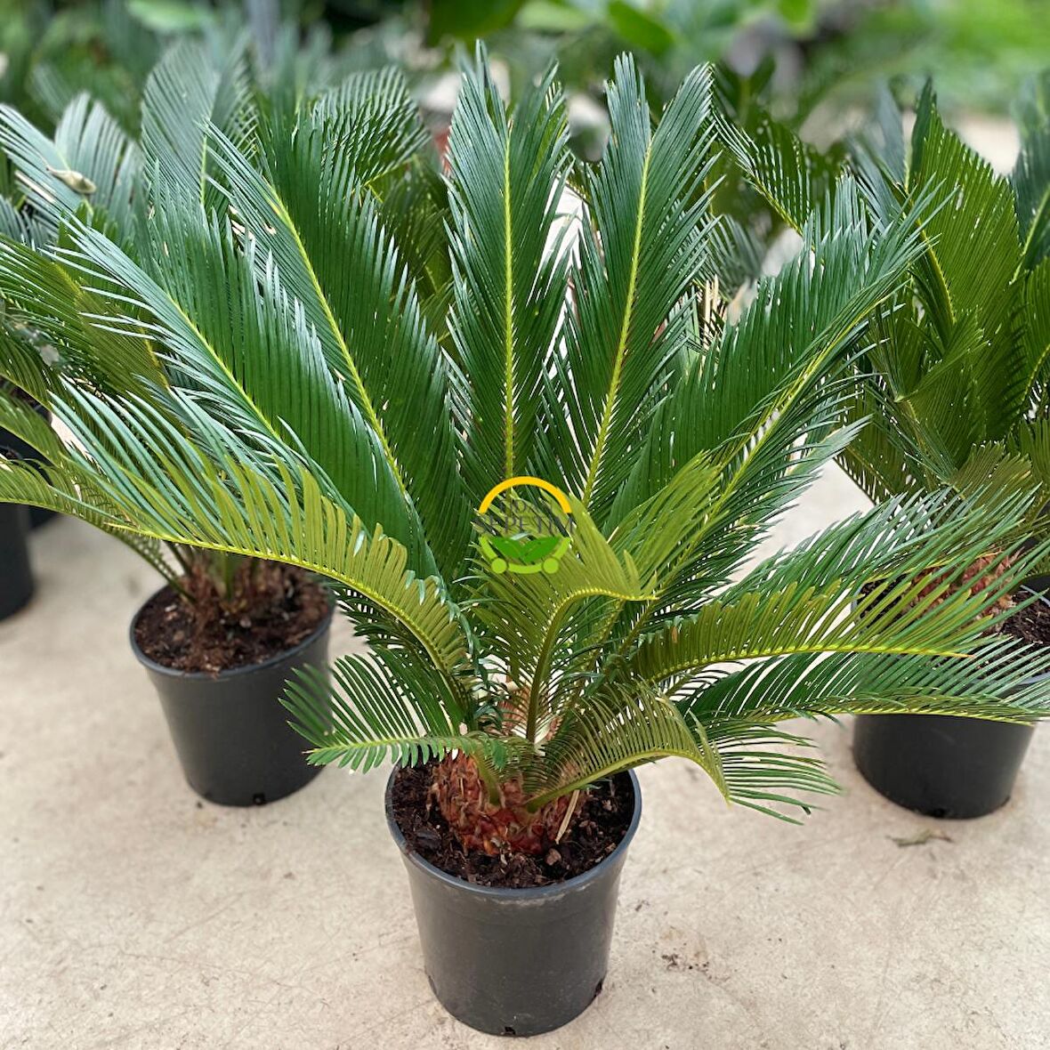 Sikas Bitkisi 'Cycas Revoluta'