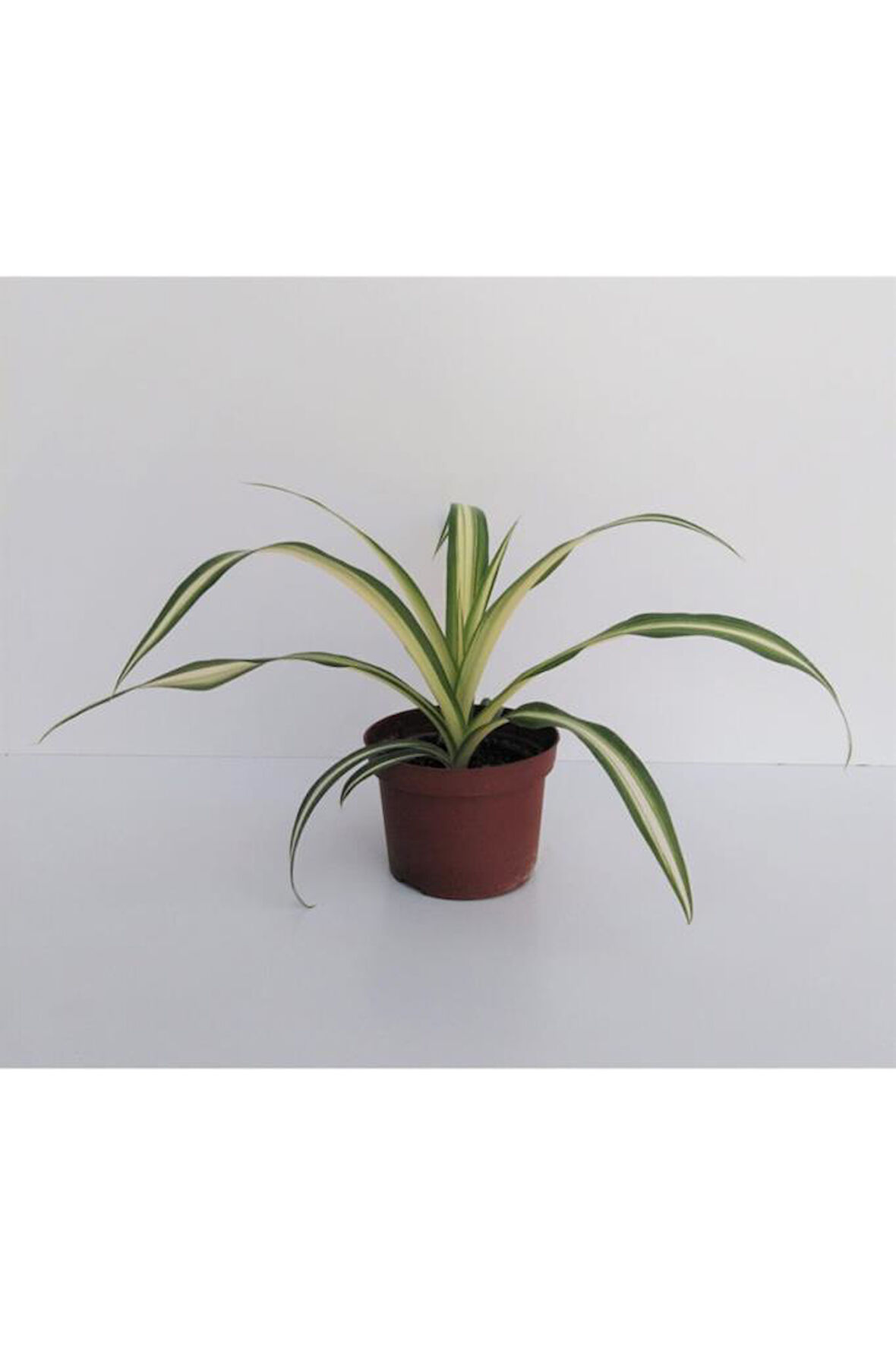 Kurdele Çiçeği 1 Adet Chlorophytum Kurdela Çiçeği 
