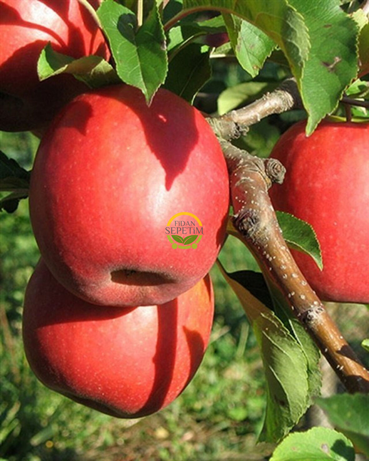 4 Yaş Aşılı Pink Lady Elma Fidanı *Yarı Bodur*