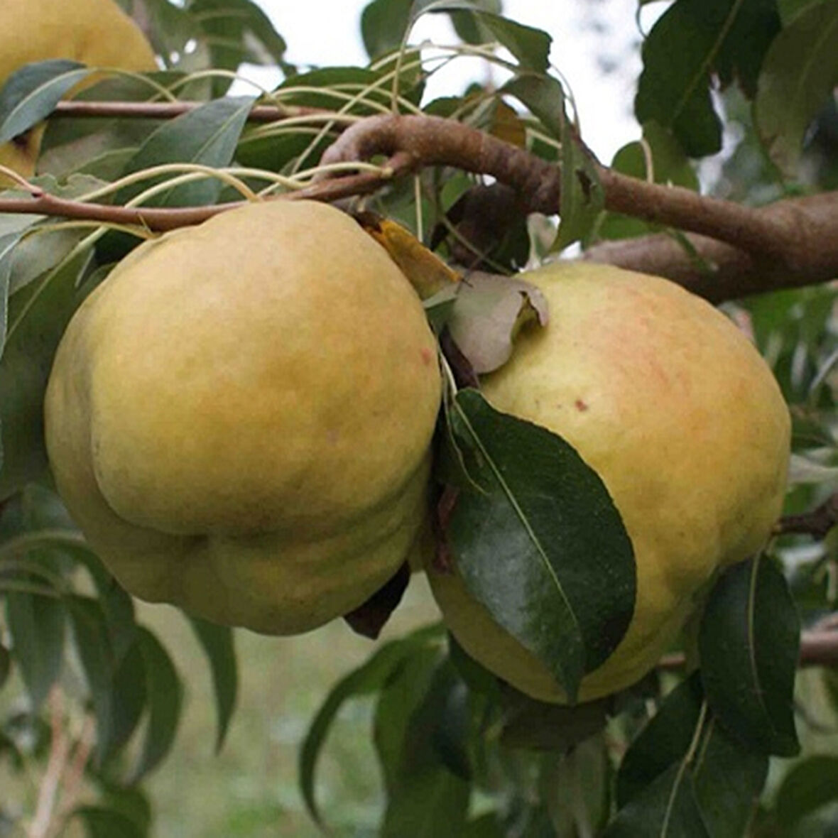 6 Yaş Aşılı Deveci Armut Fidanı | ROOTBALL