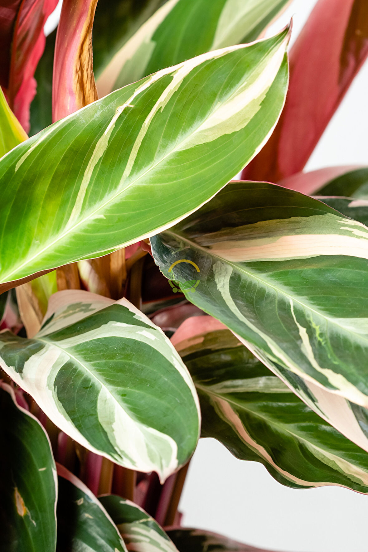 Calathea Triostar Bitkisi 'Dua Çiçeği'