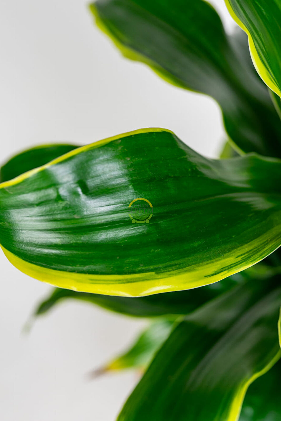 Dracaena Fragrans Dorado Bitkisi L Boy