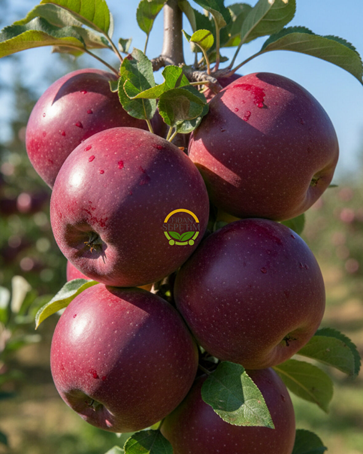 4 Yaş Aşılı Scarlet Spur Elma Fidanı 'Yarı Bodur'
