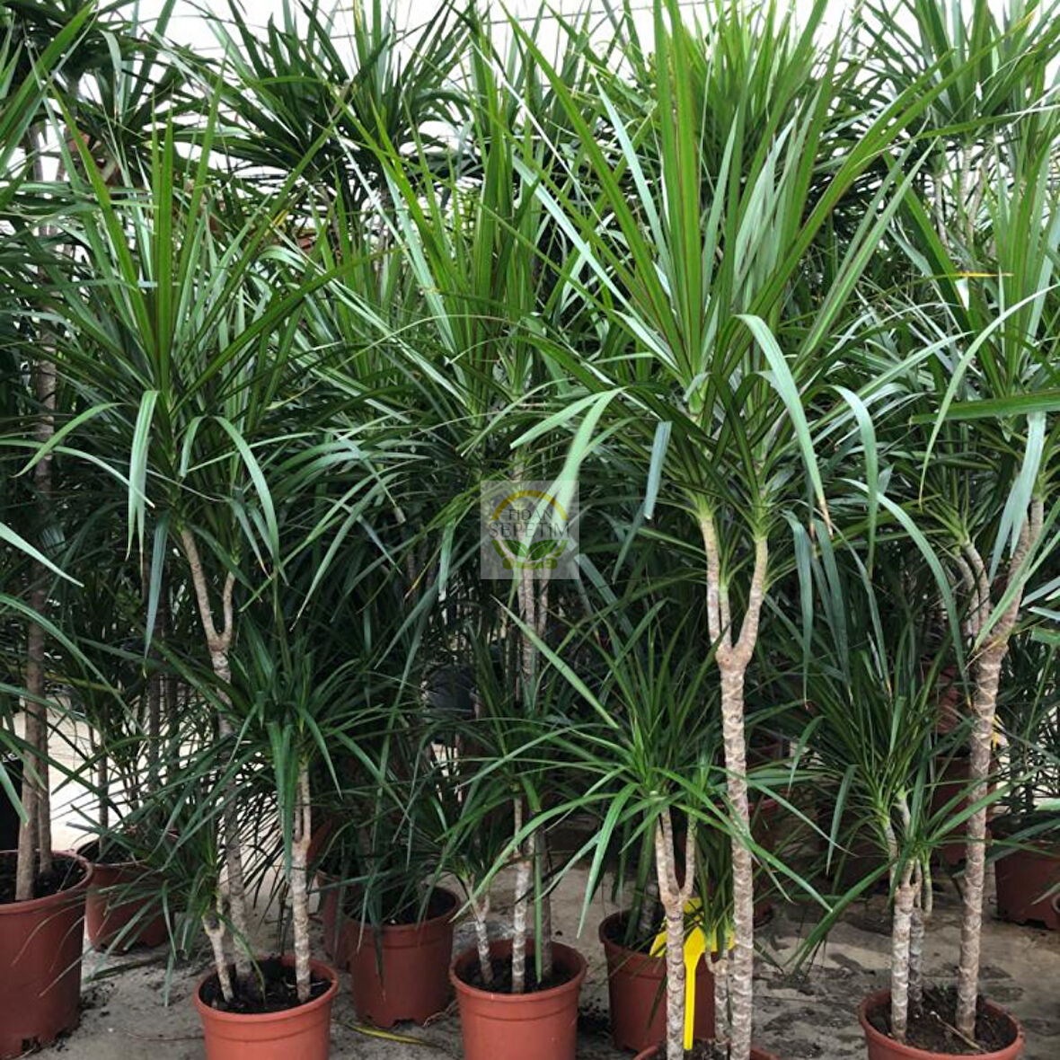 Dracaena Marginata Çiçeği 4 Gövdeli 150-160cm