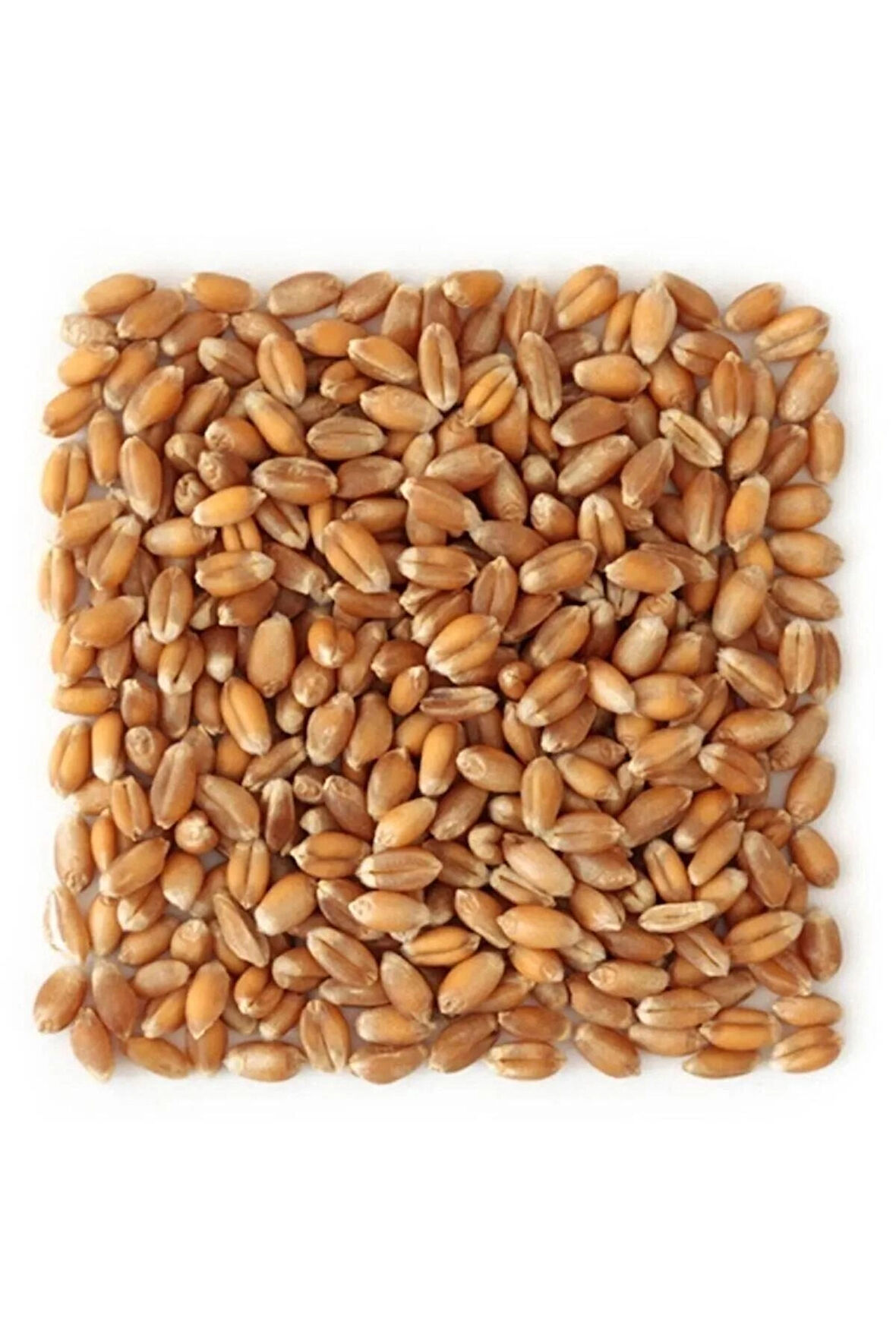 Yemlik Buğday 5 Kg 