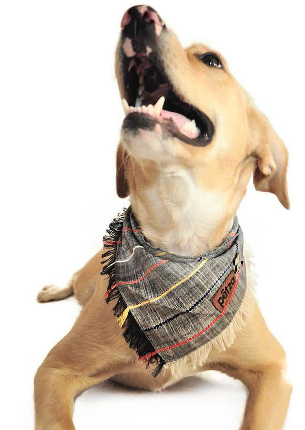 Köpek Bandana / Rayen