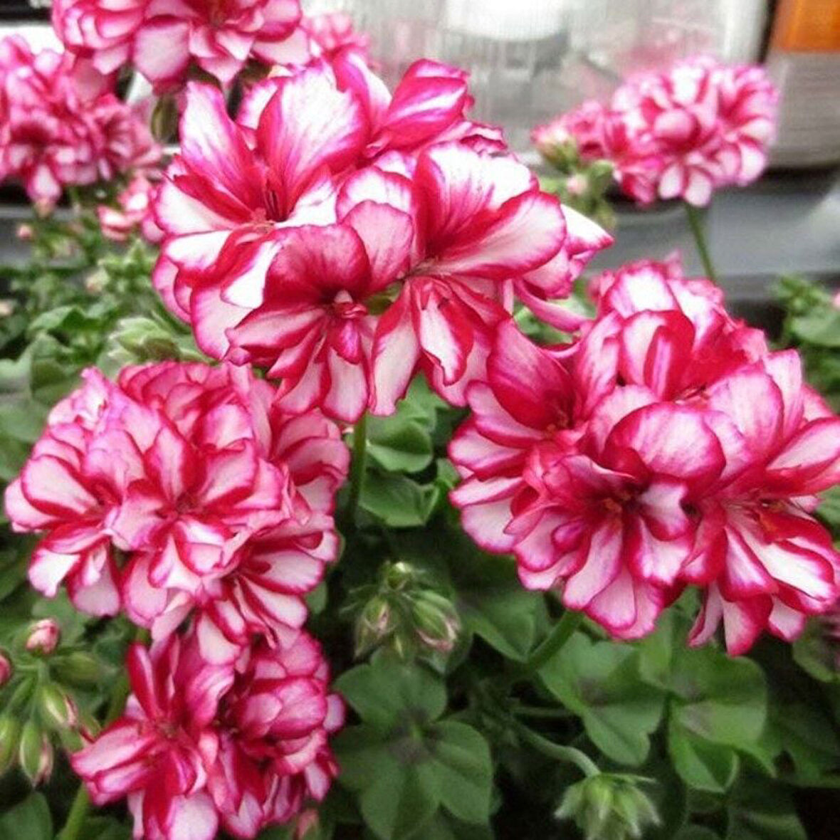 Nadir Bitki Katmerli Sarkan Grandeur İvy Arctic Rose Sakız Sardunya Fidesi (1 adet)