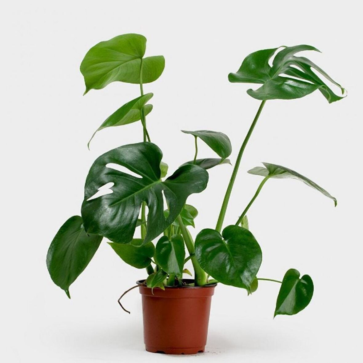 Deve Tabanı Bitkisi 40-50cm (Monstera Deliciosa)