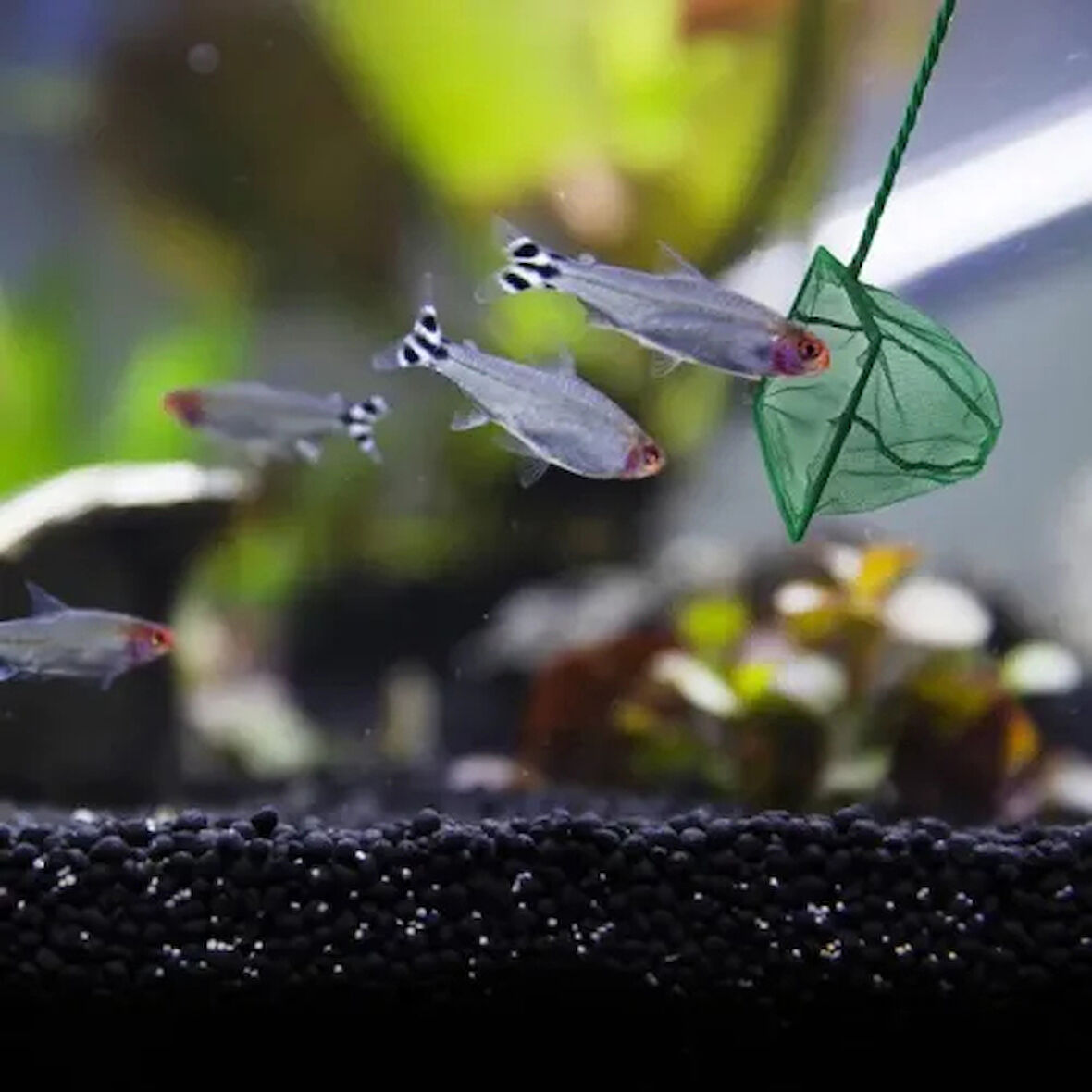 Dodes Akvaryum Balık Kepçesi – 12 cm