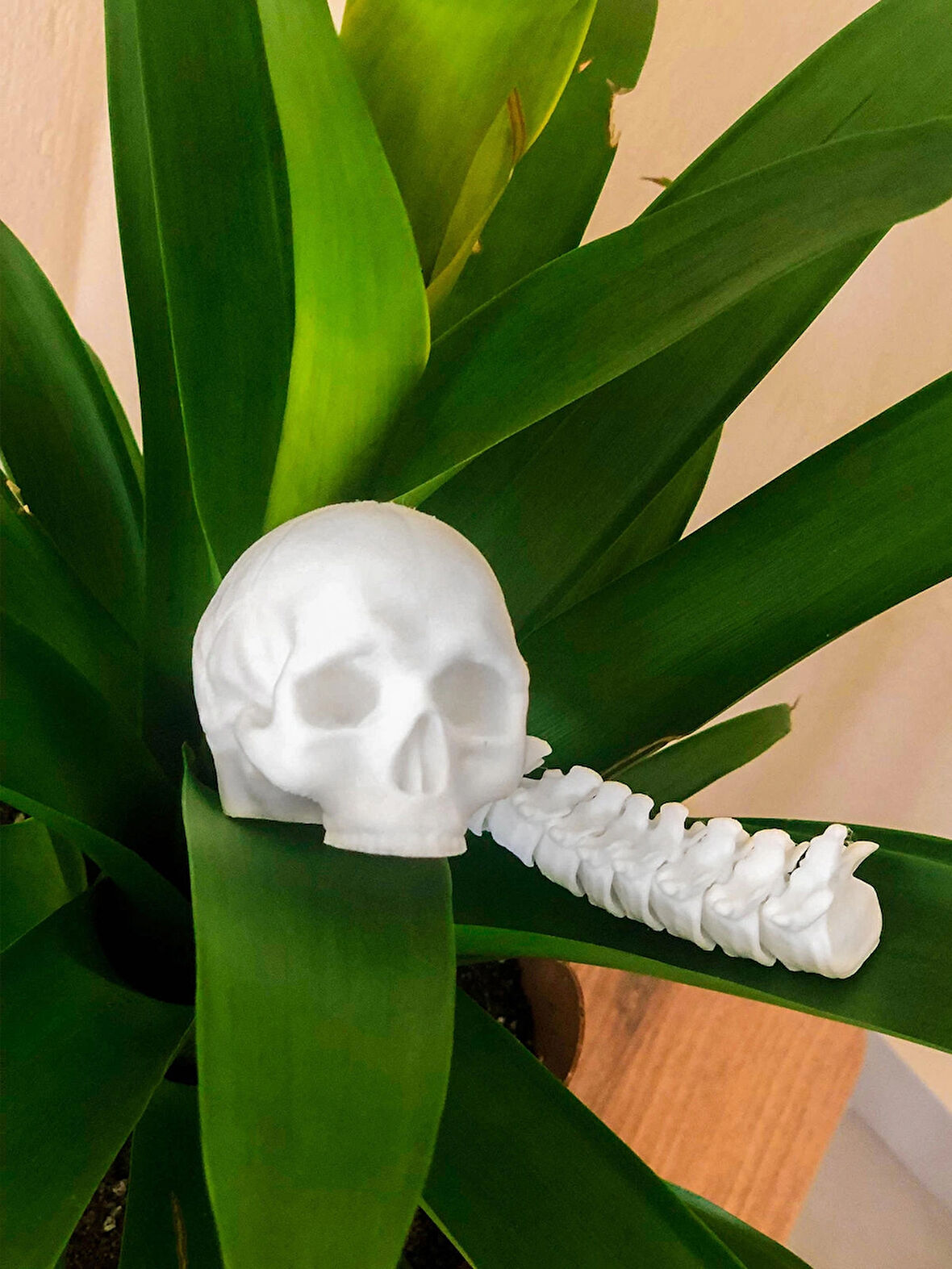 Predator Insan Kafatası Ödülü Beyaz Renk - Hareketli Kafatası Ve Omurga Mini Figür - Bioplastik