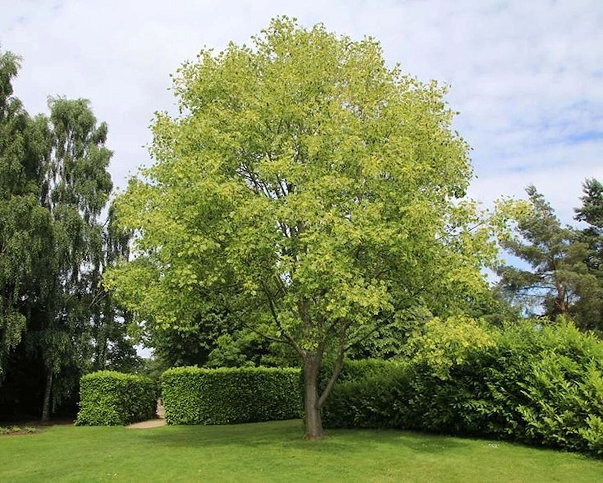 2 Yaşında Lale Ağacı (Liriodendron tulipifera) Fidanı - Bahçeniz İçin Zarif ve Gösterişli Bir Ağaç