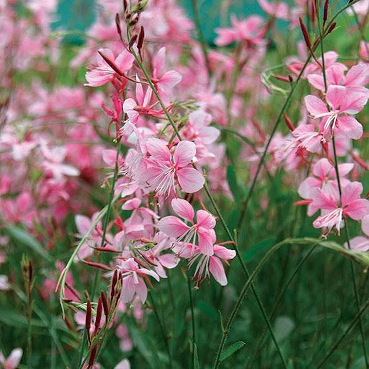 Saksılı Gaura Çiçeği Fidanı 20 -40 cm Oenothera Lindheimeri ??