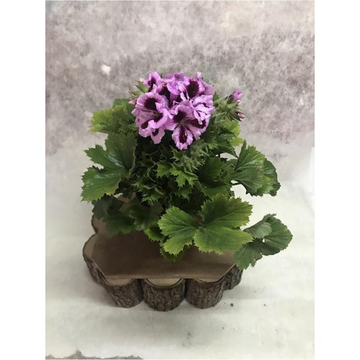 Lila Ceylan Gözü Canan Sardunya Çiçeği Fidanı 10-20 cm