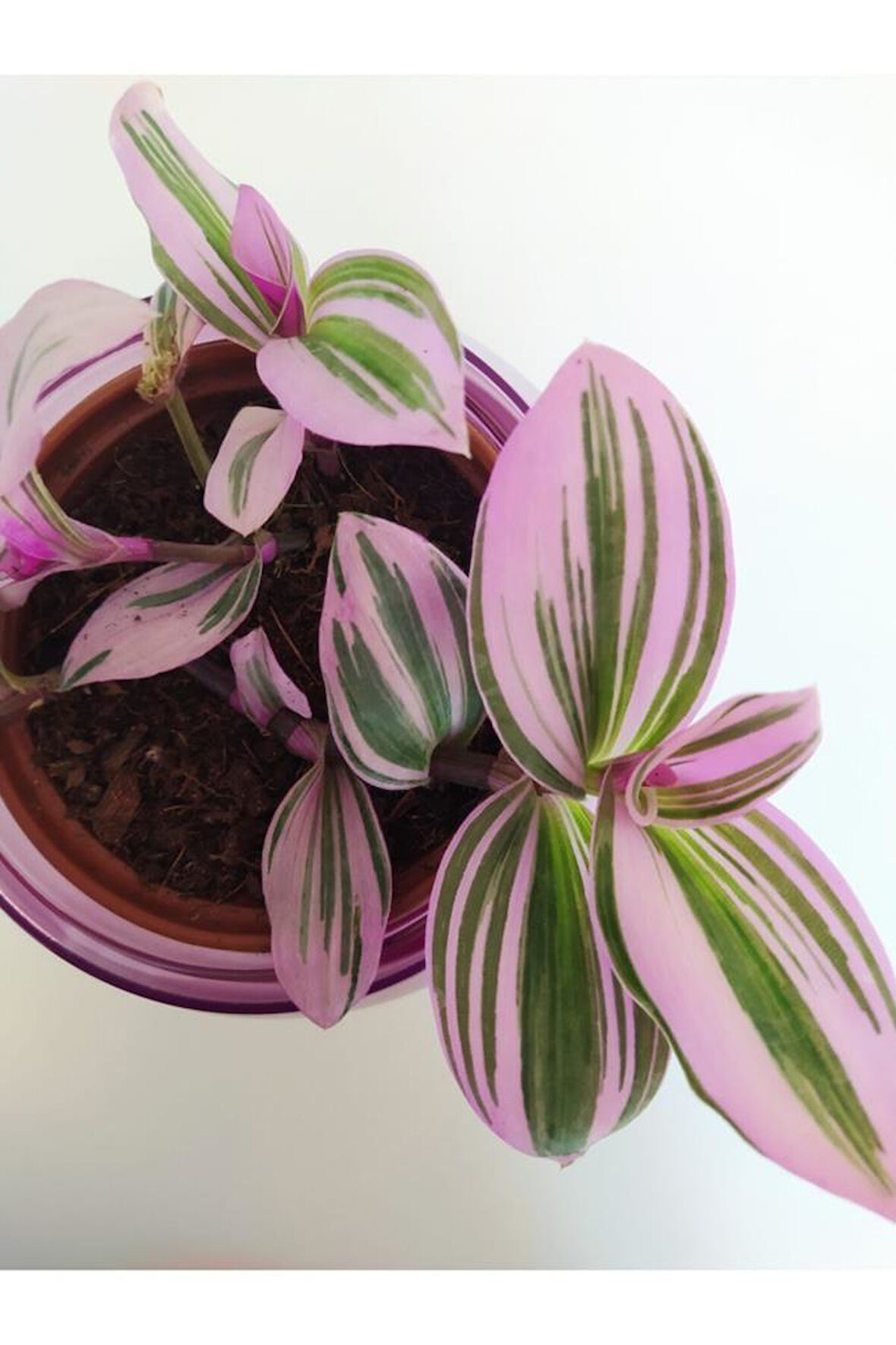 Pembe Telgraf Çiçeği Nanouk Telgraf Çiçeği Tradescantia Nanouk 9 cm'lik Saksıda