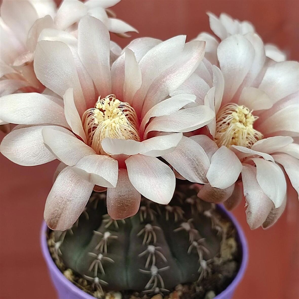 Gymnocalycium Quehlianum Kaktüs Tohumu 50 Adet + 8 cm Saksı ve Torf