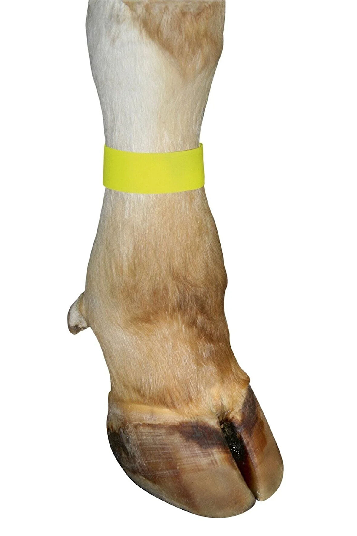 Cırtlı Büyükbaş Ayak Işaretleme Bandı Sarı (10 Adet/paket)
