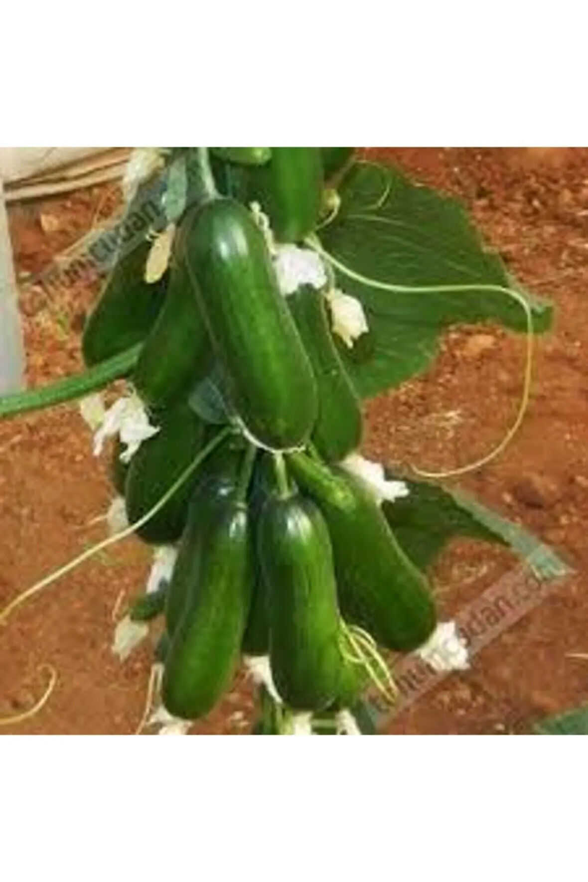 50 Adet Tohum Silor Yerli Parmak Salatalık Tohumu Orjinal Ata Tohum Sülor Salatalık Sürpriz Tohum