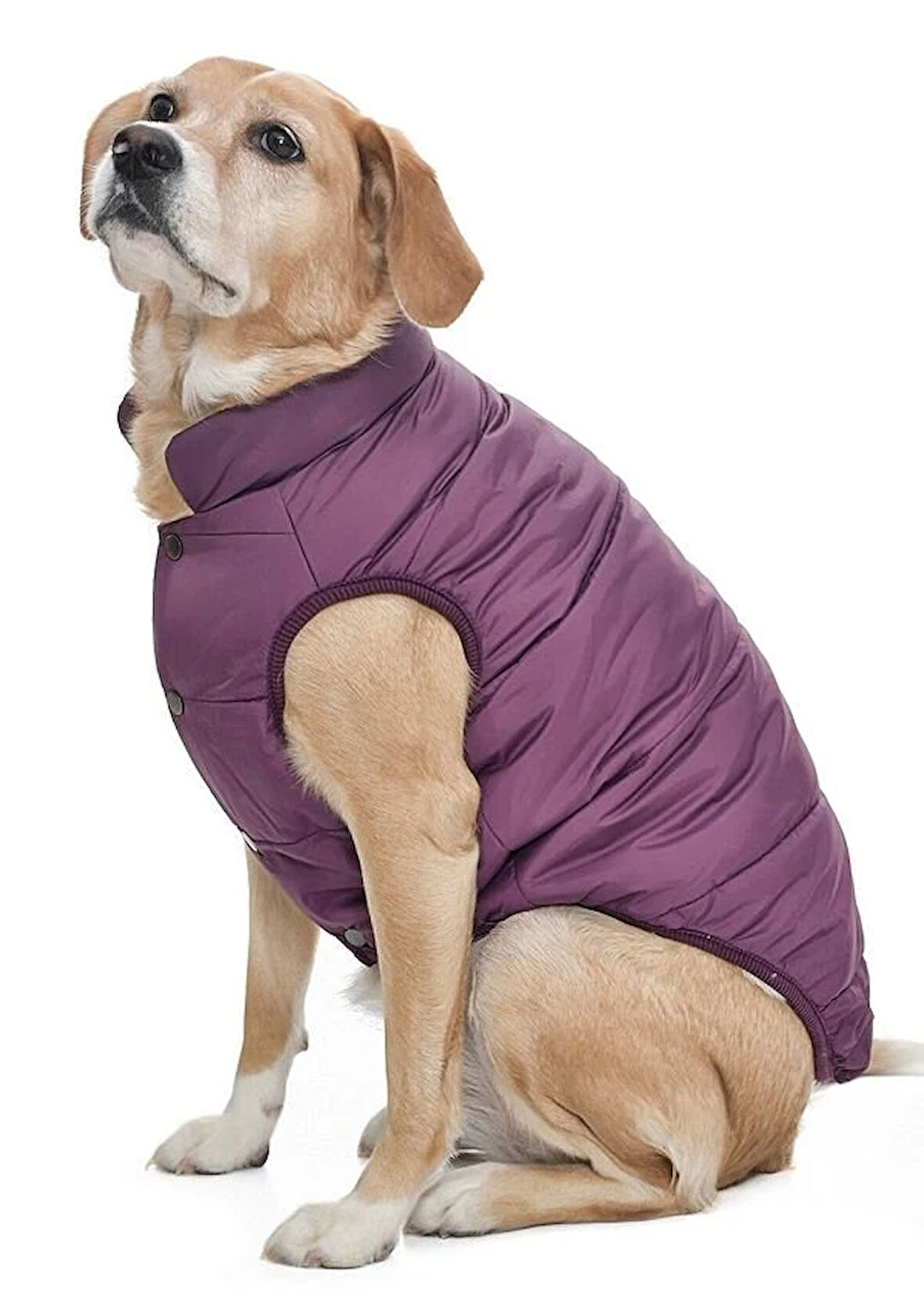 Orta Irk Köpek Mont - Magor