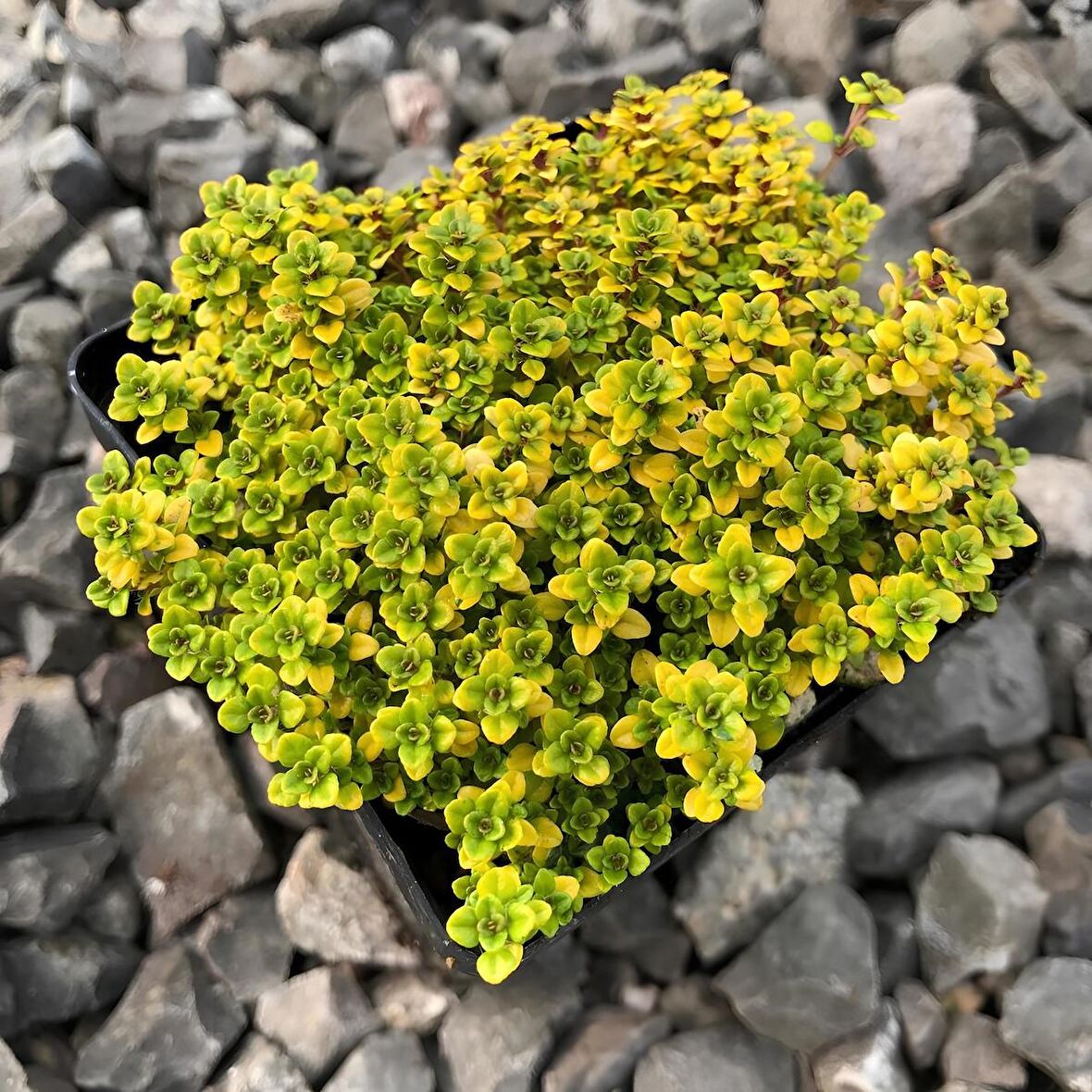 Yayılıcı Altın Kekik Archers Gold Aromatik Kekik Fidesi (2 Adet)