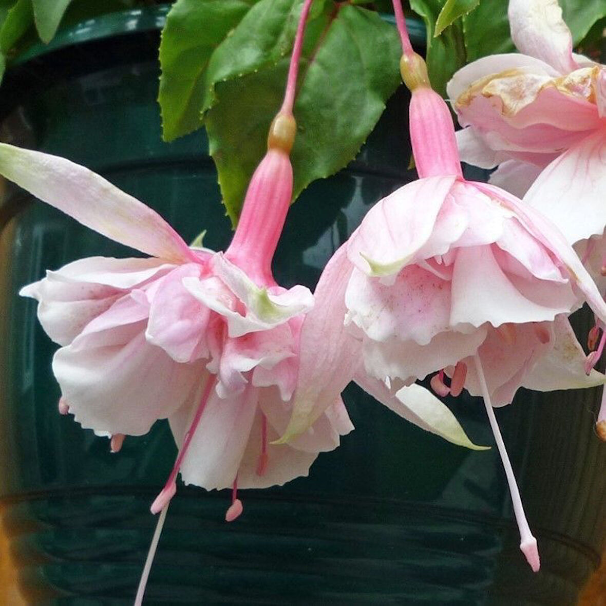 XXL Çiçekli Katmerli Pink Marshmallow Küpe Çiçeği Fidesi (1 adet