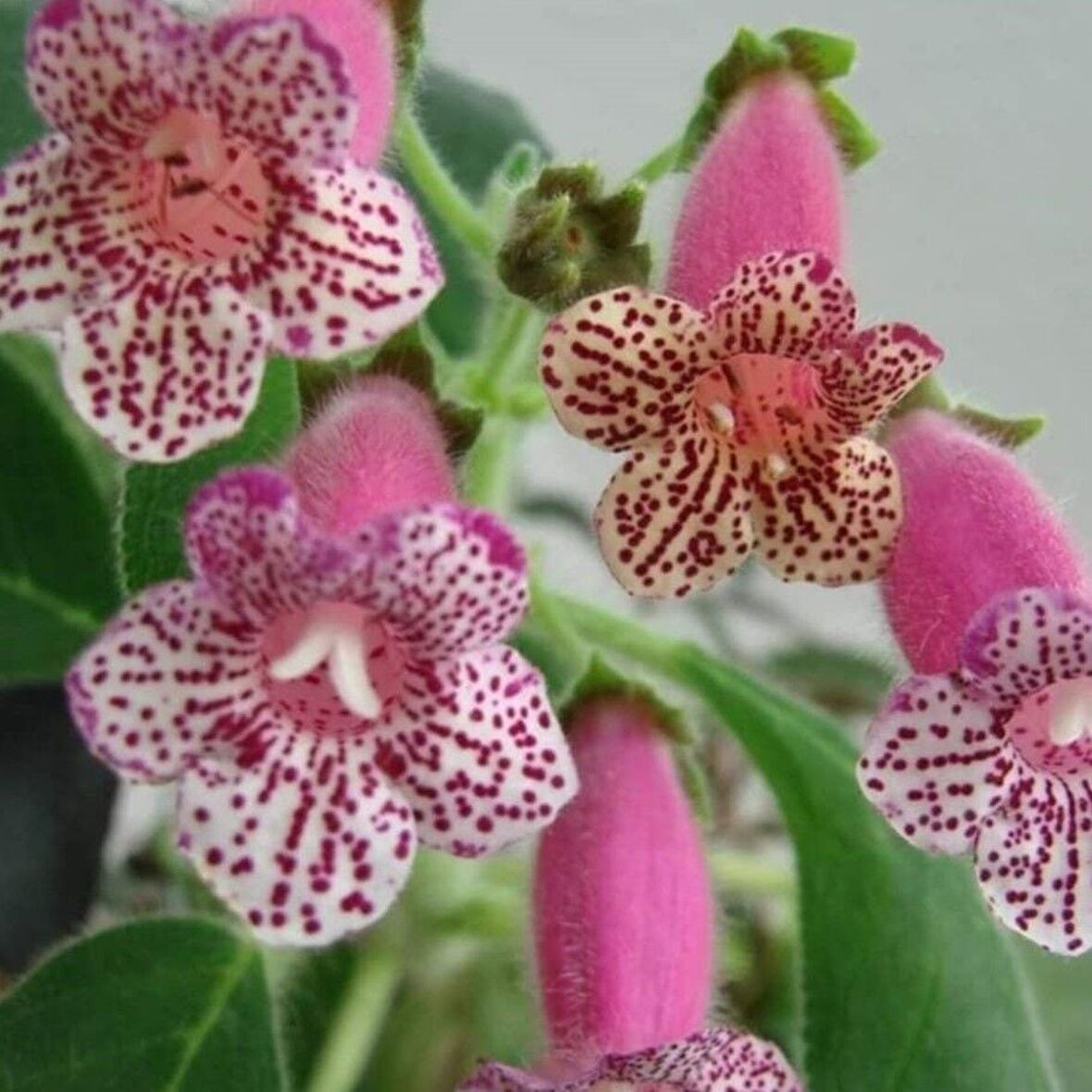 Koleksiyonluk Dalkullan  Kohleria Japon Küpelisi Çiçeği Fidesi (Mini Potta)