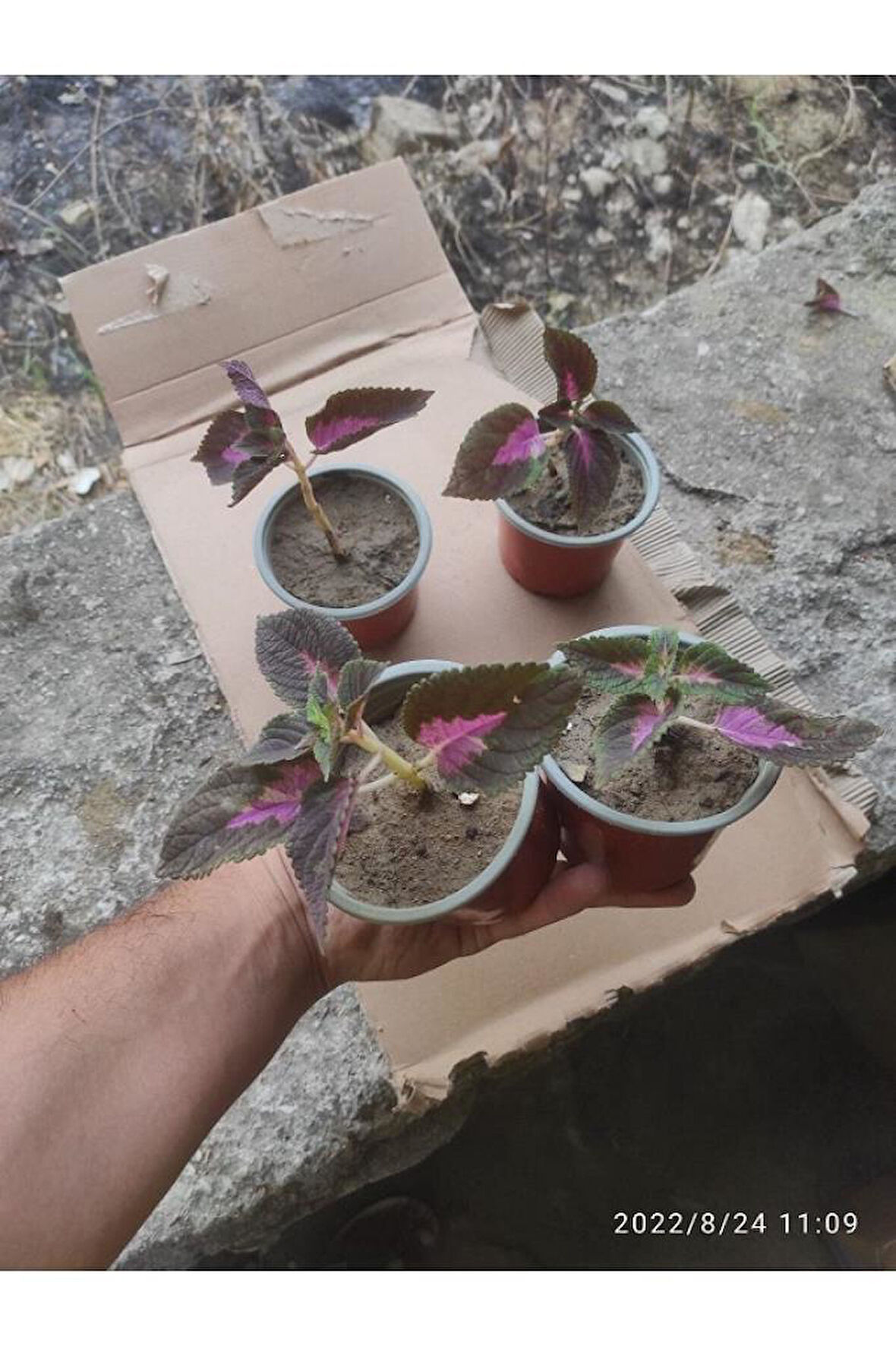 Yaprak Güzeli Çiceği Fidanı 10-20 Cm