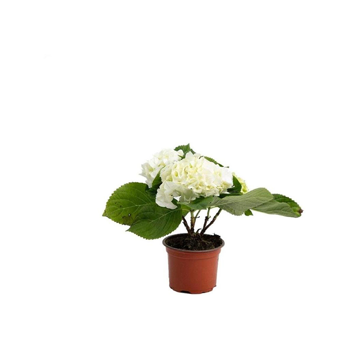  3 Adet Beyaz  Macrophylla Ortanca Fidanı 10-20 cm