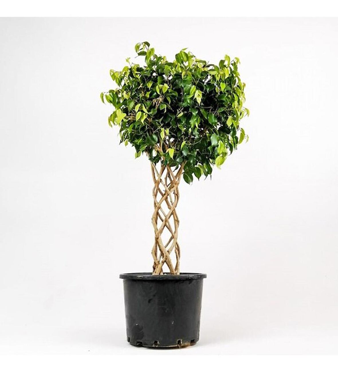 Ficus Benjamin Bitkisi Kafes Örgülü 100-120cm