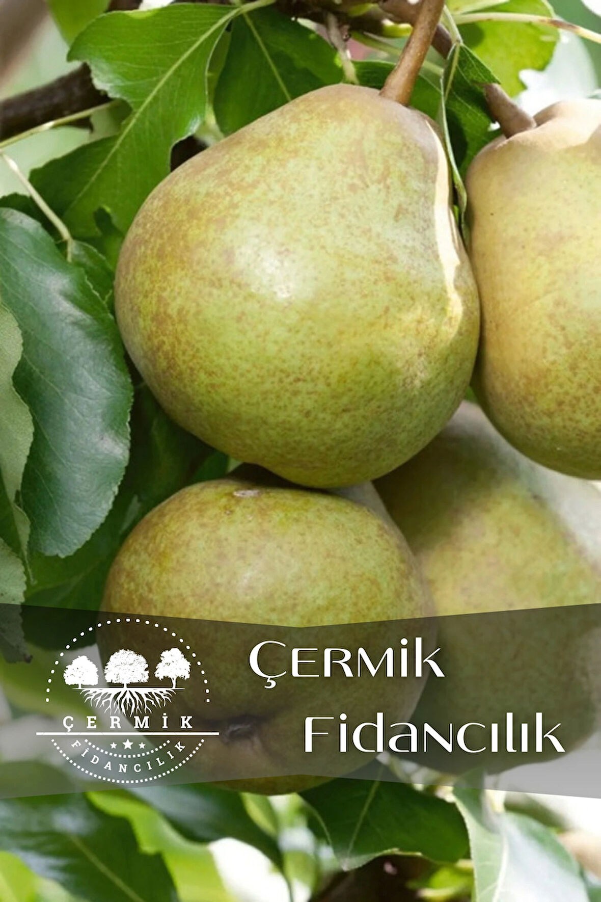 Bodur Aşılı Ankara Armut Fidanı 3 Yaş