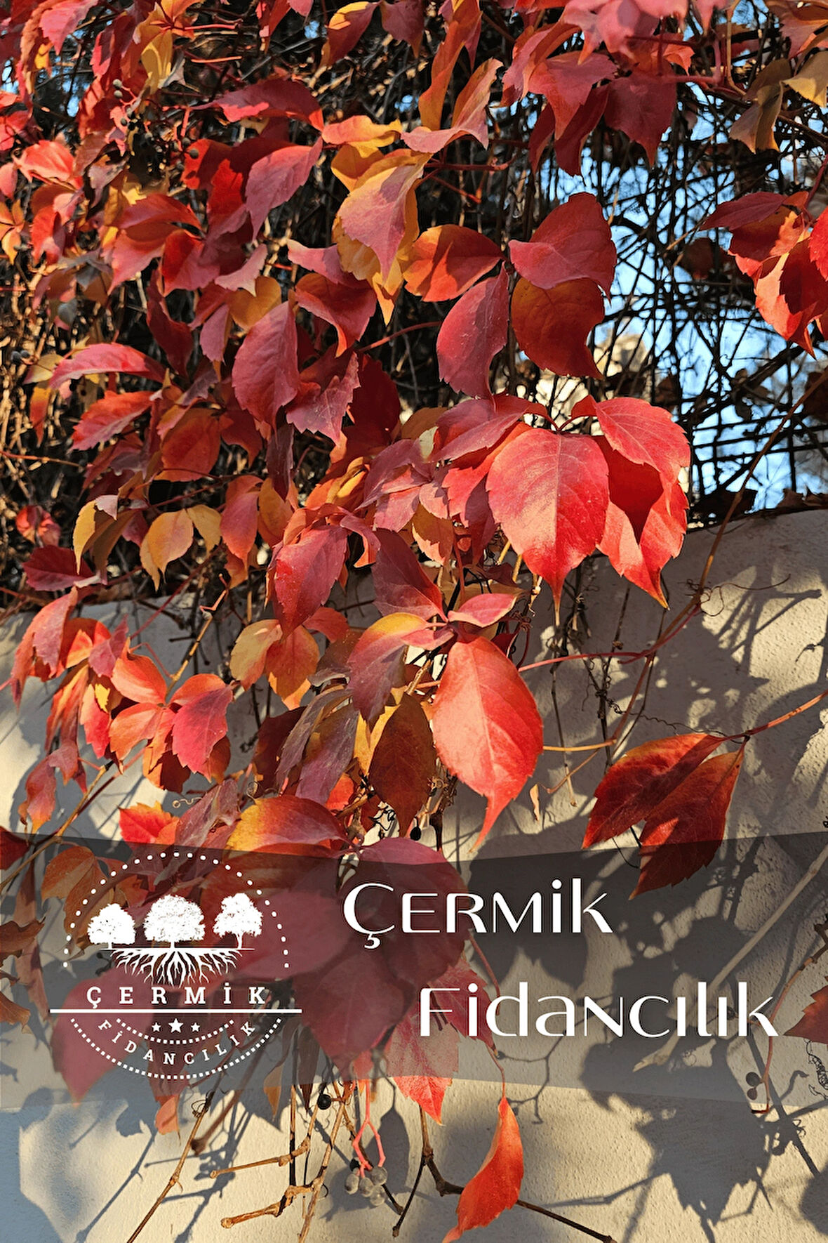 Kırmızı Yaprak Amerikan Duvar Sarmaşığı Fidanı 70 - 90 Cm