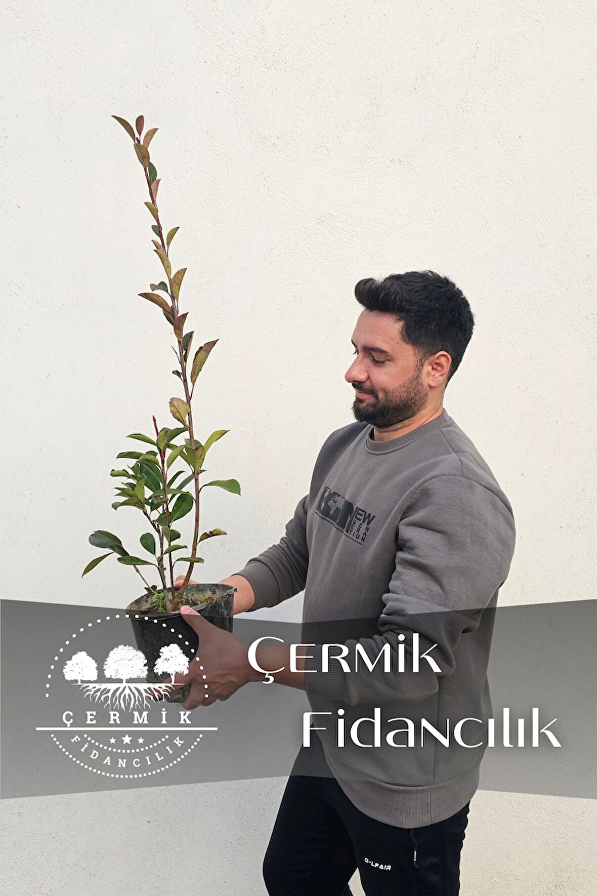 Tüplü Alev Çalısı Fidanı Alev Ağacı Çit Bitkisi