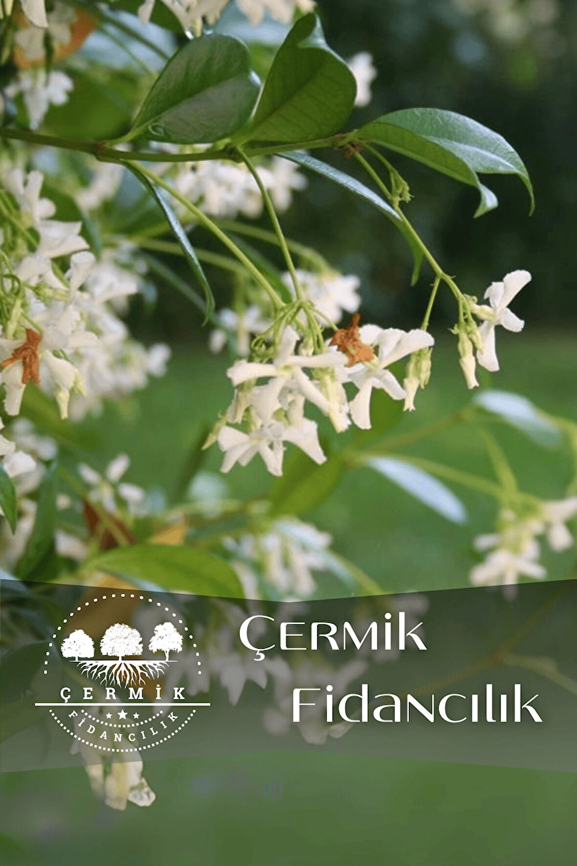 Tüplü Arap Yasemini Kokulu Sarmaşık Yasemin Fidanı 3 Yaş