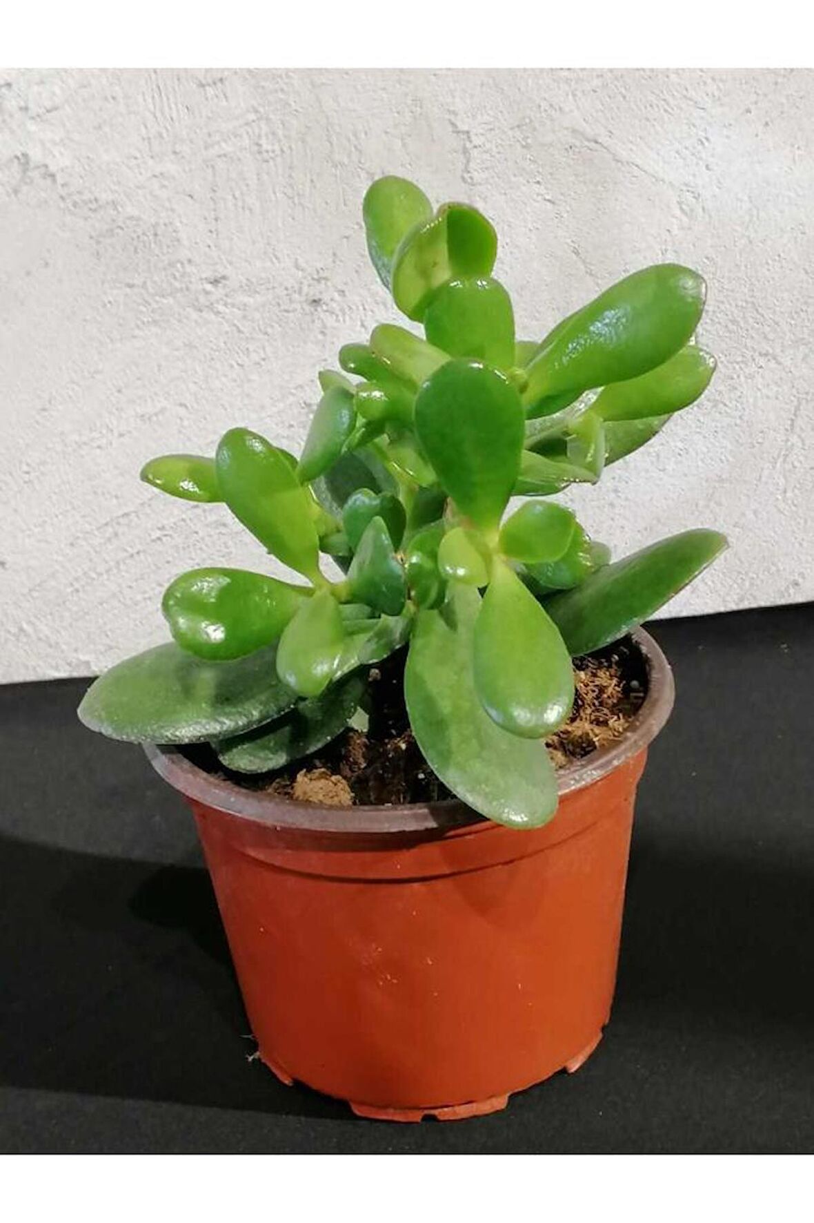 Crassula Para Çiçeği Fidanı Fidesi 10-20 Cm 