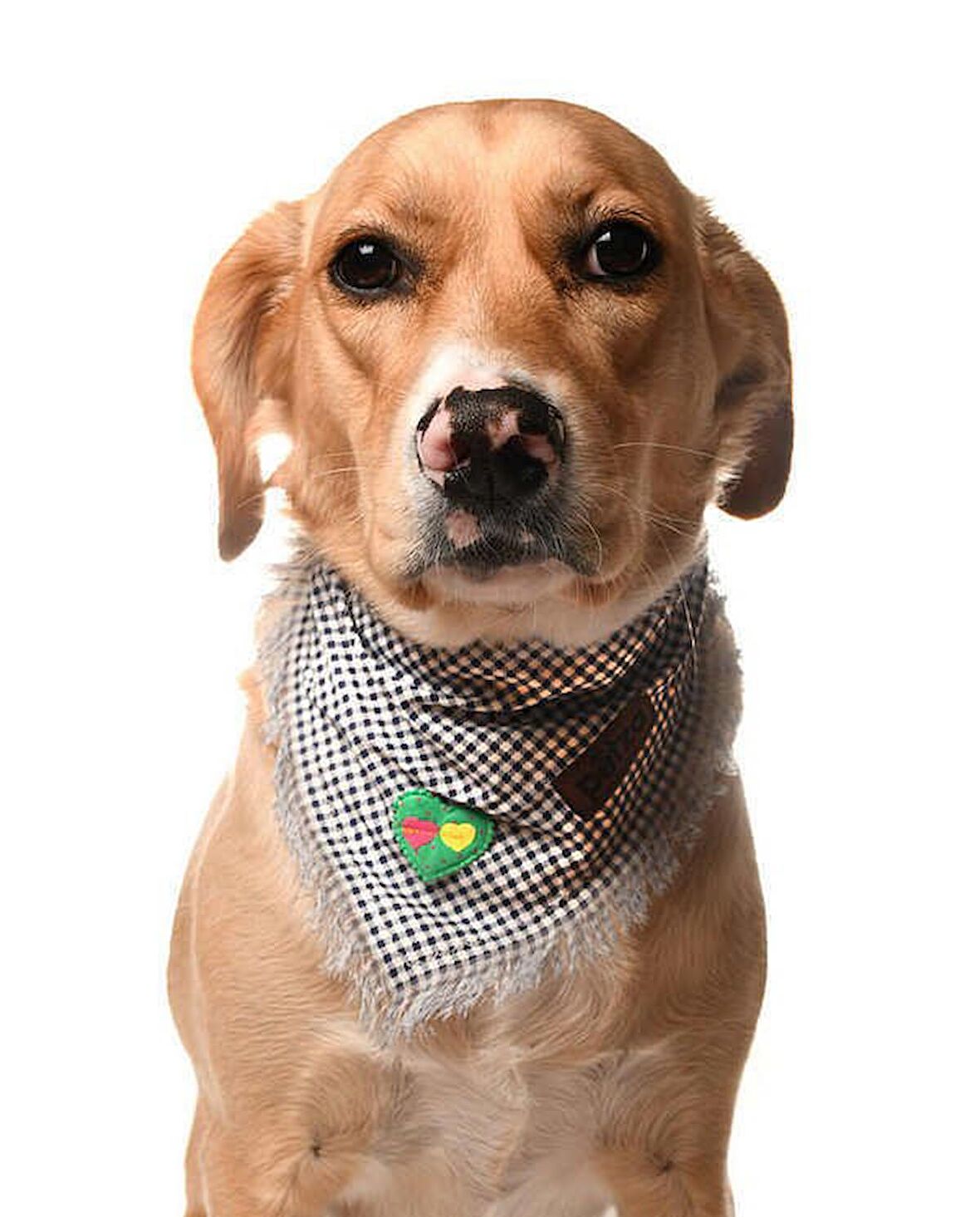 Köpek Bandana / Tendai