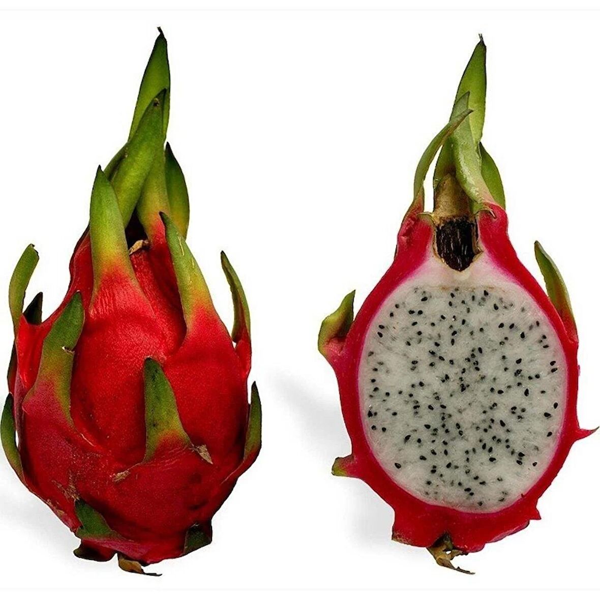 Pitaya (dragon Fruıt, Ejder Meyvesi) Fidanı (2 Adet) 30 Cm