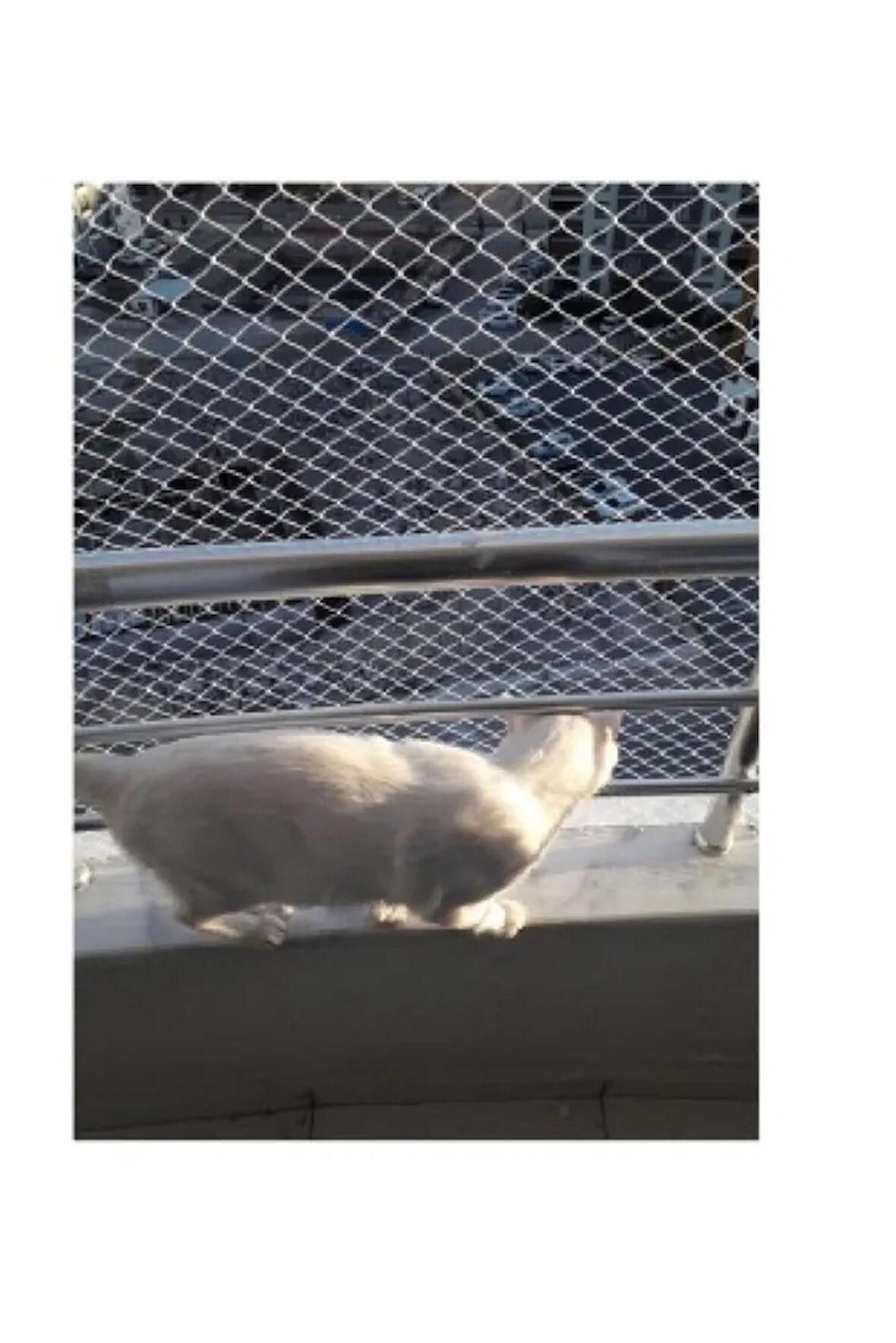 2 X 7 Metre Kedi Koruma Filesi Kedi Filesi Balkon Filesi 1 Mm Kedi Güvenlik Filesi