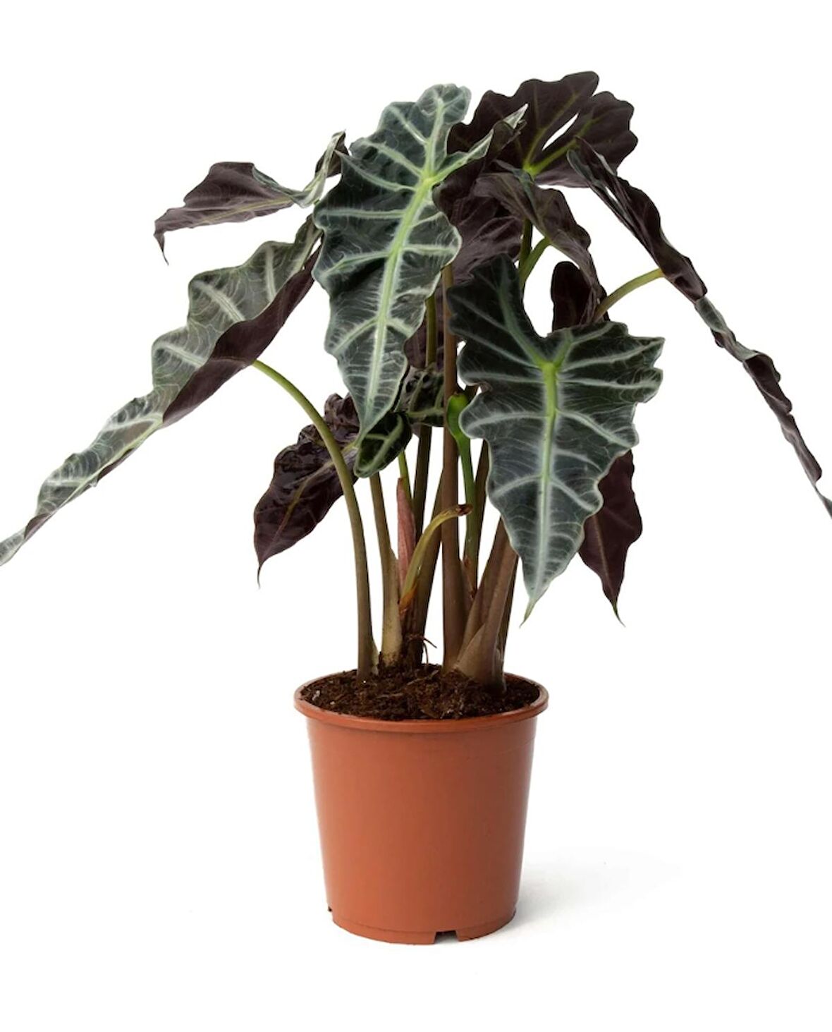 2 Gövdeli Fil Kulağı 50-60cm (Melek Kanadı - Alocasia Amazonica Polly)