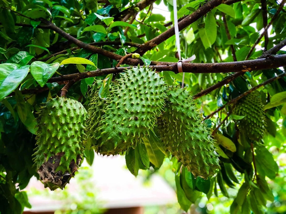 GRAVİOLA FİDANI (SOURSOP, TARÇIN ELMASI) 7 YAŞ 150 CM ÜZERİ TR'DE TEK!!!